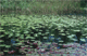 picture of a lily pond